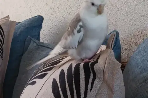 Lost Cockatiel in Benoni - Help Find Him!