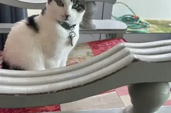 Lost Curvy Spotted Cat in Paarl - Help!