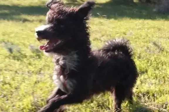 Chien perdu Avignon, photo : Avis: Perdu Chien Danseur