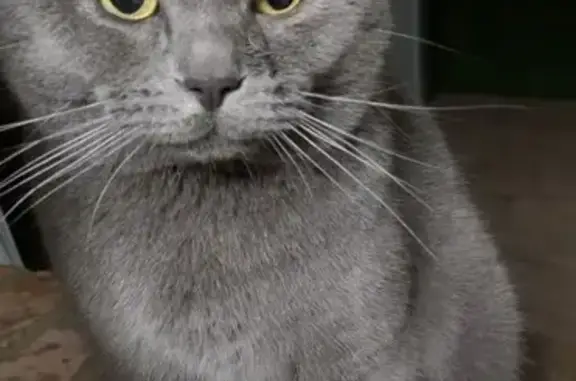 Chat chartreux gris trouvé - photo