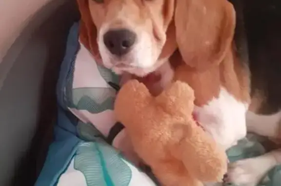 Chien perdu Épron, photo : Dolly, Beagle perdu à Épron