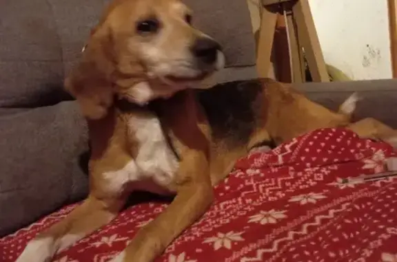 Chien âgé perdu à La Barre - photo