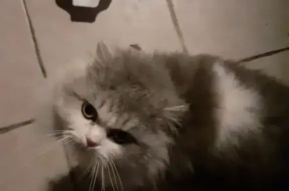 Animaux trouvés Moussy-le-Neuf, photo: Chat gris-blanc câlin trouvé