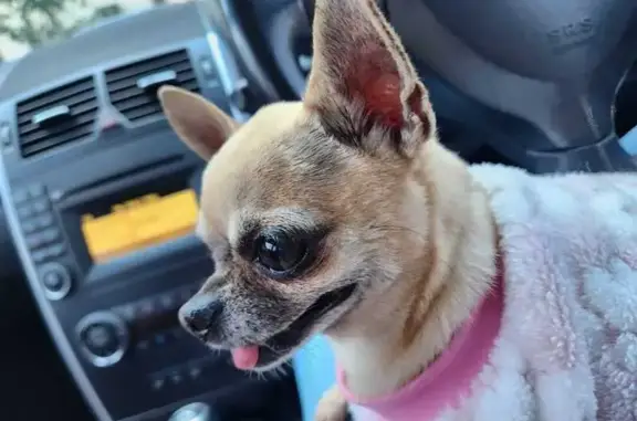 Lost Dog Alert: Tiny Tinkerbell in Pretoria!