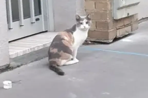 Chatte tricolore trouvée aux Lilas - photo