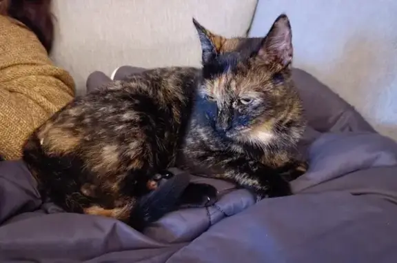 Chat trouvé Aixe-sur-Vienne, photo: Deux chattes perdues à Aix