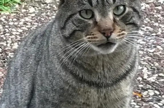 Chat européen perdu, Seyresse - photo
