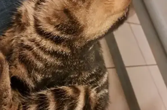 Chat tigré trouvé à Montluçon - photo