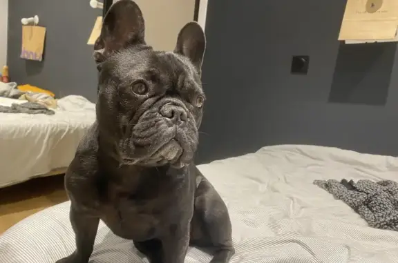 Animaux perdus Barberaz, photo: Rayka, bouledogue perdu à Barberaz