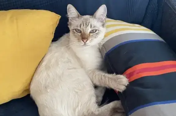 Chat perdu, Marseille Bompard, photo: Chat perdu au Roucas-Blanc