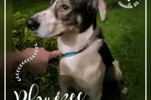 Animaux trouvés Plouézec, photo: Chien noir et blanc perdu, Plouézec