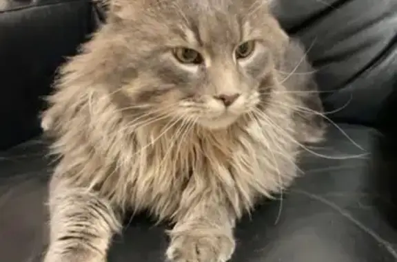 Chat retrouvé à Lanester - photo