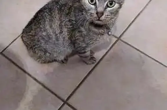 Chat gris tigré trouvé à La Chapelle - photo
