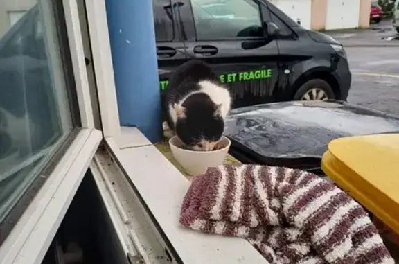 Chat noir et blanc perdu - photo