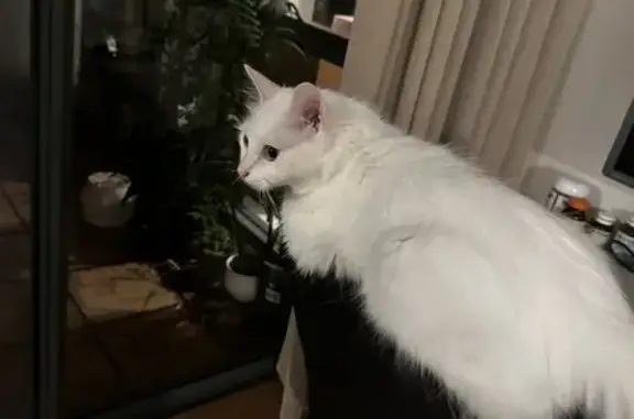 Lost White Cat with Pink Ears - Everton St #7
