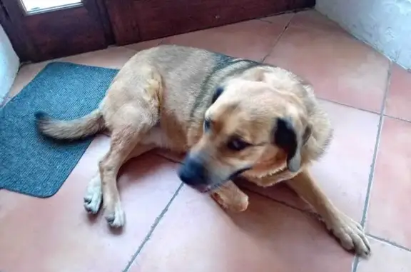 Animaux trouvés Saulce-sur-Rhône, photo: Chien perdu répond à Goku