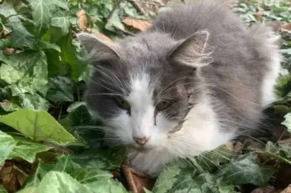 Chat blessé trouvé à St-Jean - photo
