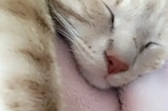 Animaux perdus Pia, photo: Chat roux Truncky disparu à Pia