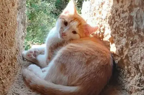 Chat perdu, , photo: Chaton roux et blanc perdu