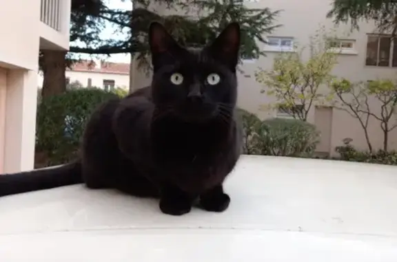 Animaux perdus Toulon, photo: Chat noir perdu à Toulon