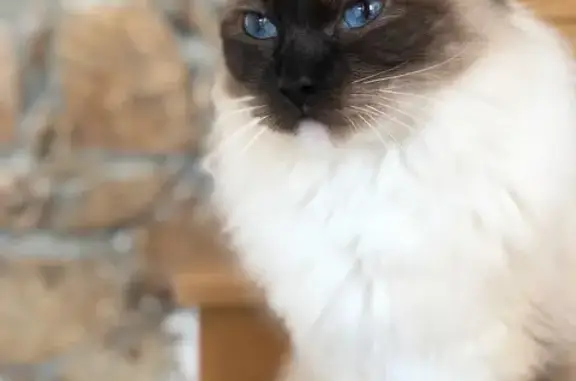 Animaux perdus Ajaccio, photo: Luna, Ragdoll perdue à Ajaccio