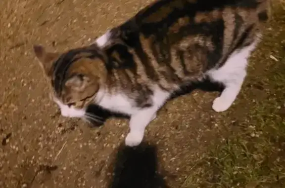 Chat familier trouvé à Moulins - photo