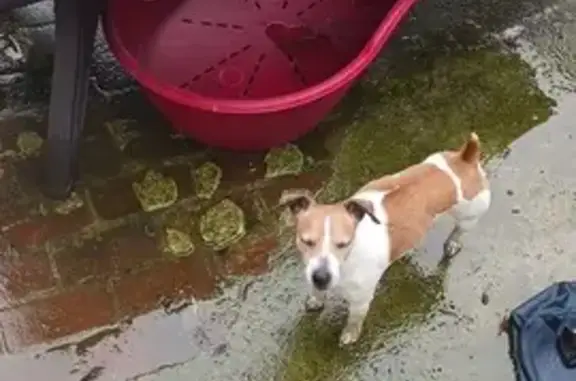 Chien égaré: Jack Russell à Lens - photo
