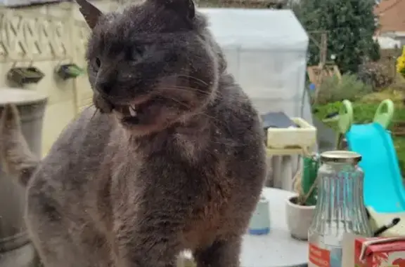 Chat âgé et affamé trouvé - photo