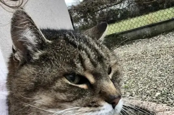 Chat trouvé Gambsheim, photo: Chat sociable trouvé à Gambsheim