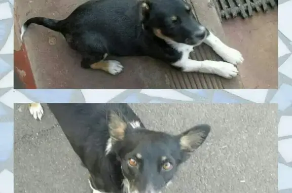 Lost Pup on High Street, Brakpan - Help!