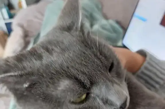 Chat chartreux perdu à Ramonville - photo