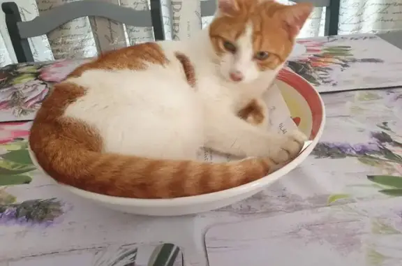 Help Find Snowy: White & Ginger Lost Cat