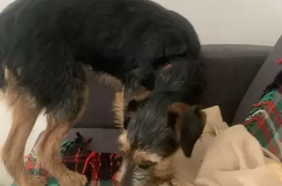 Animaux trouvés Les Sables-d'Olonne, photo: Trouvée: Chienne noire et marron
