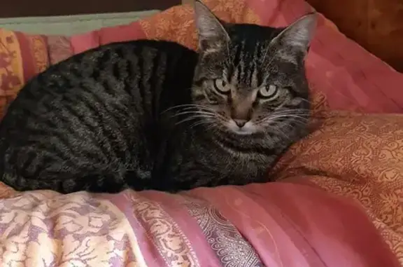 Chat tigré castré trouvé à Saunay - photo