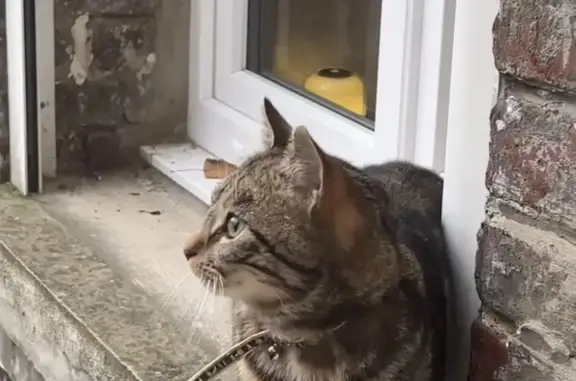 Chat perdu retrouvé à Valenciennes - photo