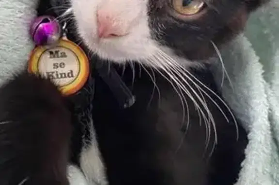 Lost Tuxedo Cat: 'Ma se kind' - Cliffendale