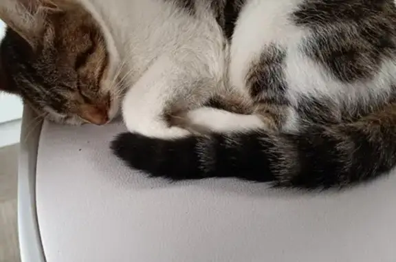 Minette calme trouvée à Grenoble - photo