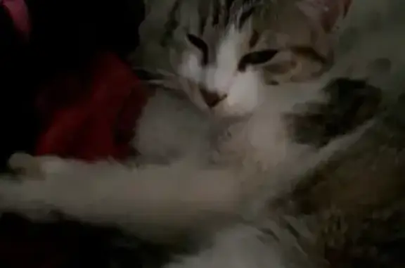 Animaux perdus Montauban, photo: Chatte Bêla disparue à Montauban