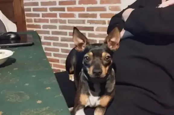 Chien perdu Saint-Hilaire-Saint-Mesmin, photo : Pinscher Nain Perdu - Urgent