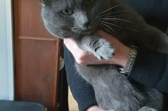 Chat affectueux trouvé à Rânes - photo