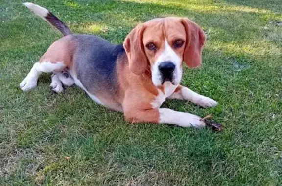 Animaux perdus Josselin, photo: Tango le Beagle Perdu à Josselin