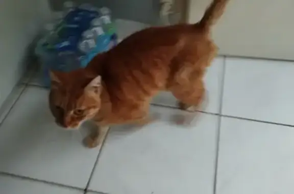 Animaux trouvés Frouard, photo: Chat roux affectueux trouvé à Frouard