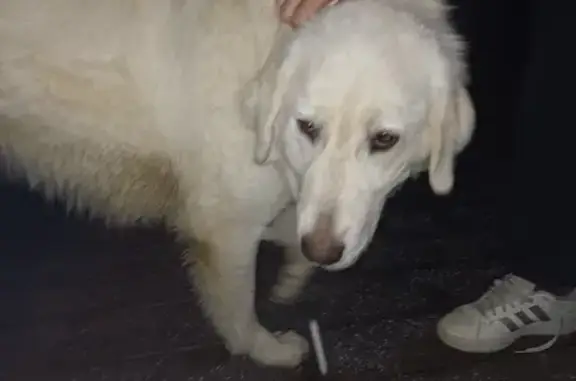 Chienne grande taille trouvée - photo