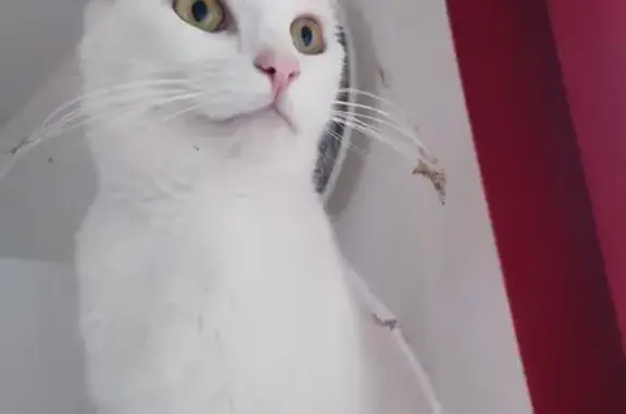 Chat perdu, , photo: Sushi, chat sourd disparu