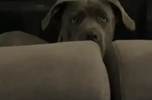 Chien perdu à Aubagne retrouvé - photo