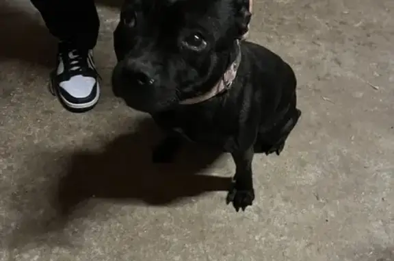 Staffie noir perdu, collier rose - photo