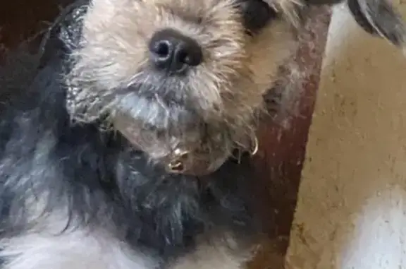 Lost Terrier Mix in Saltmarsh - Help Find Him!