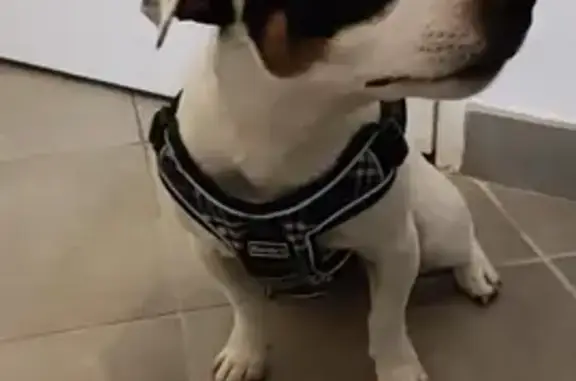 Chien perdu à Pégomas retrouvé - photo