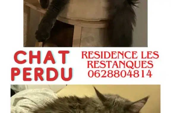 Animaux perdus Nice, photo: Chat Maine Coon gris perdu à Nice