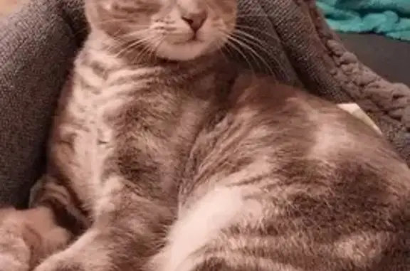 Lost Young Grey Tabby - Milford St, Yarra
